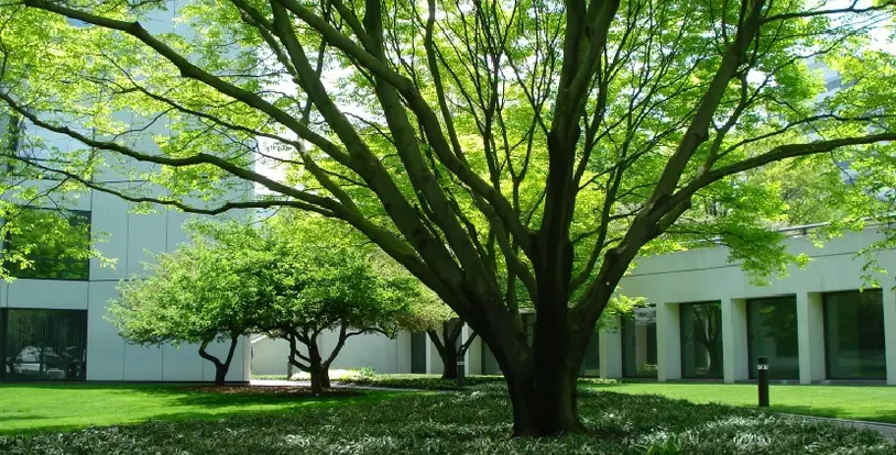 Why Its Important Not to Over Prune - Related